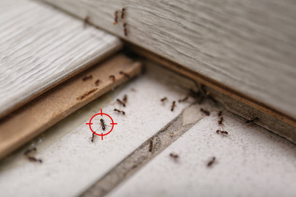 Best Residential Pest Control  in Crestview Hills, KY