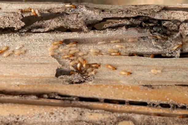 Wasp Removal Services in Crestview Hills, KY
